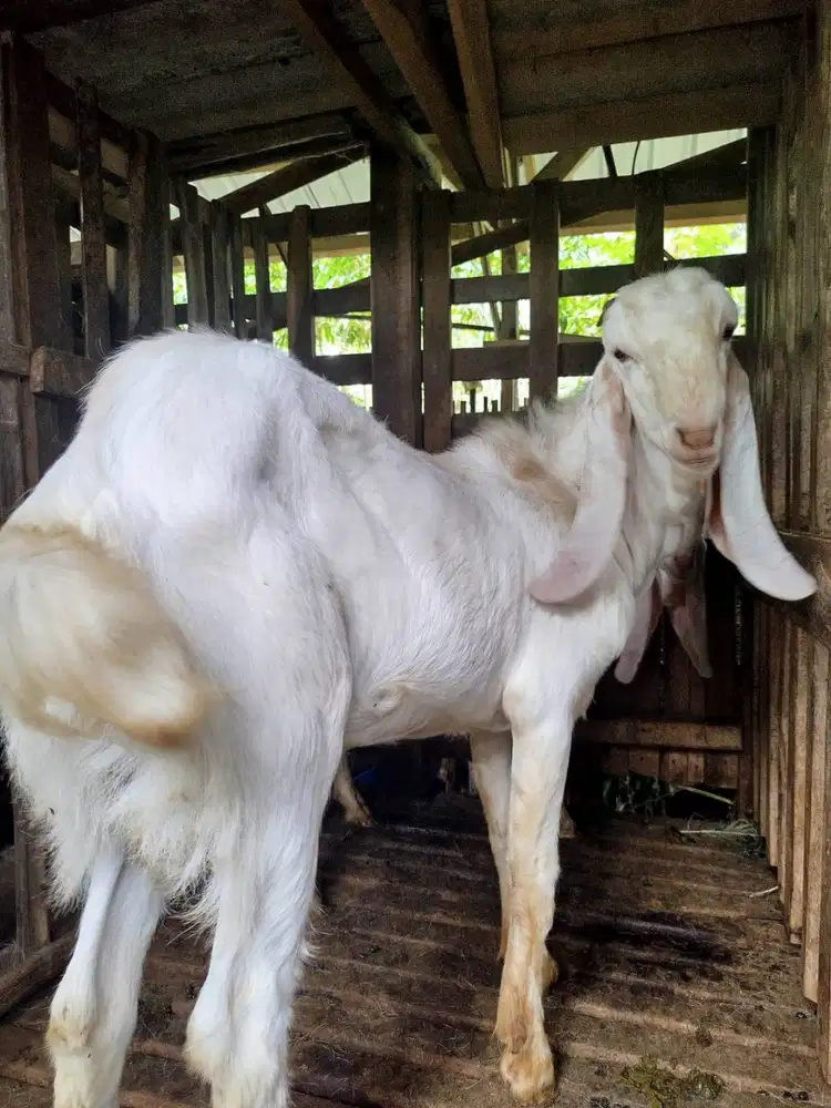 Kambing 2 jutaan di Malang