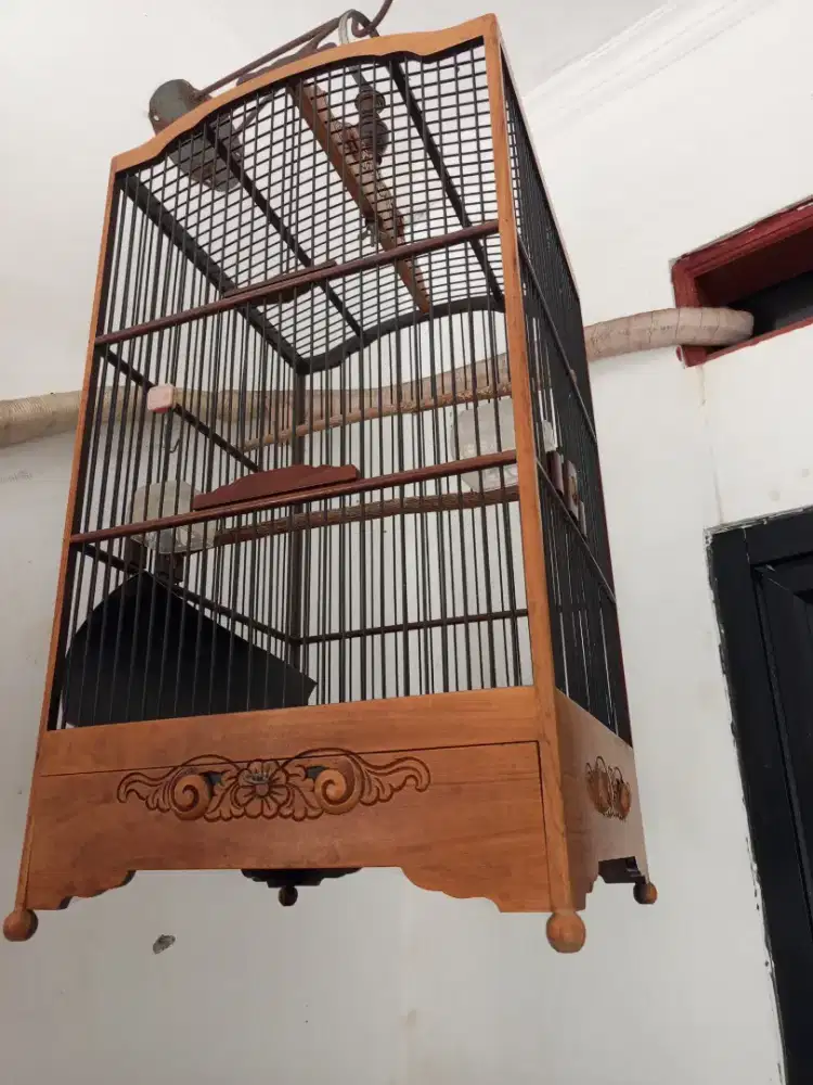 Kandang burung kacer
