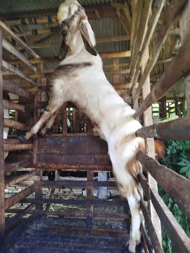 Kambing Qurban 4 Jutaan di Malang