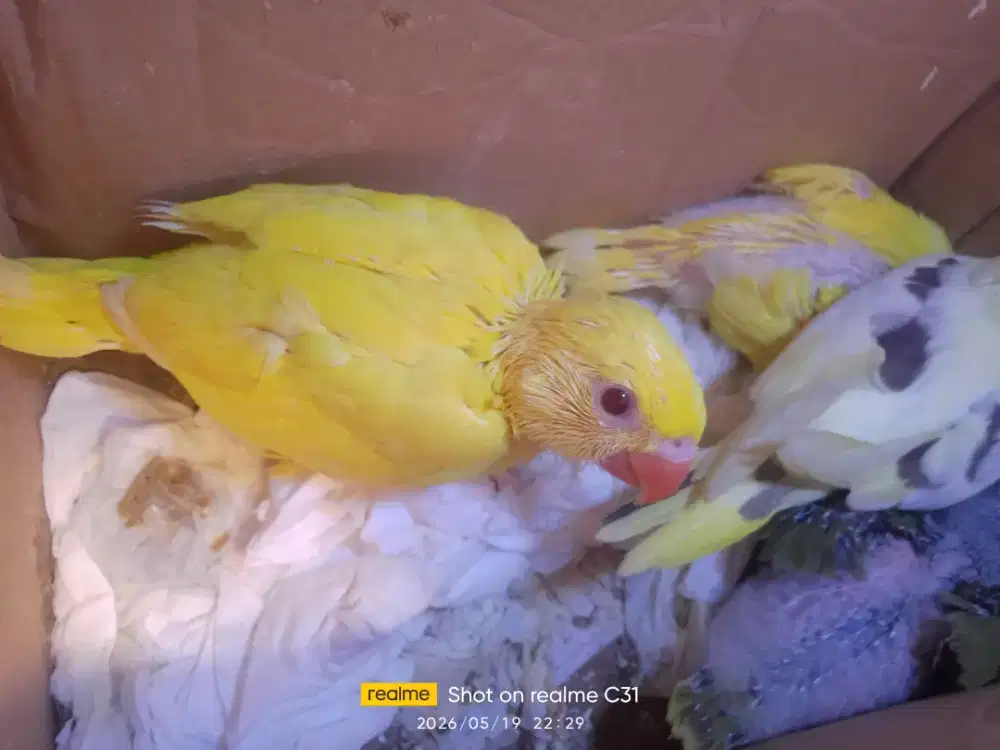 Burung Indian ringneck