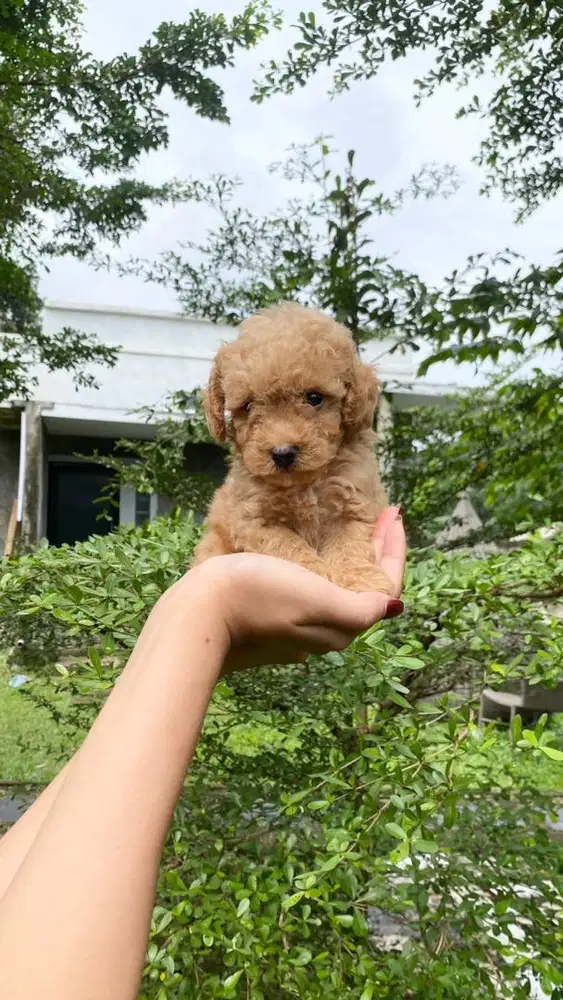 Poodle Jantan apricot non stb non vaksin