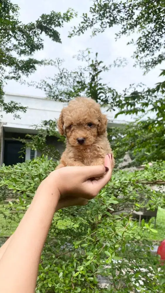Apricot Toy Poodle jantan non stb non vaksin