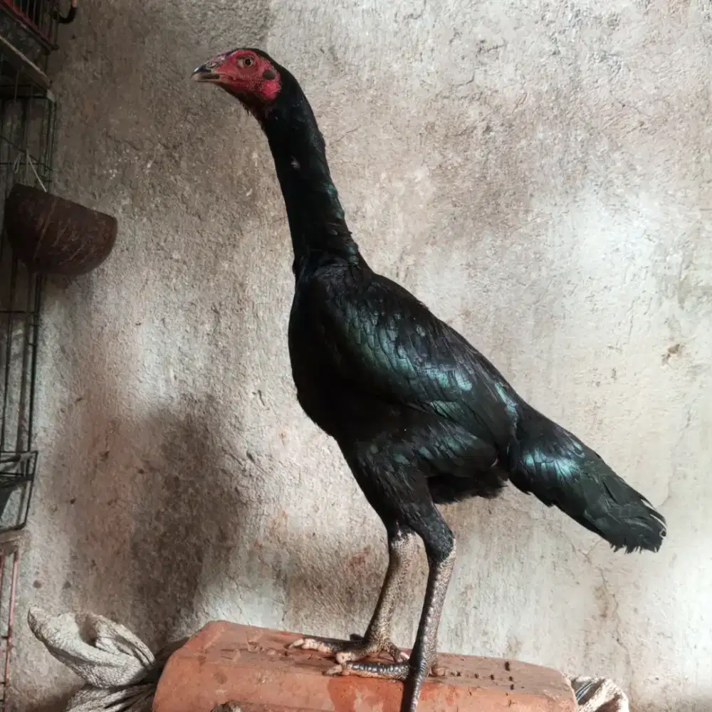 ayam bangkok betina siap pro