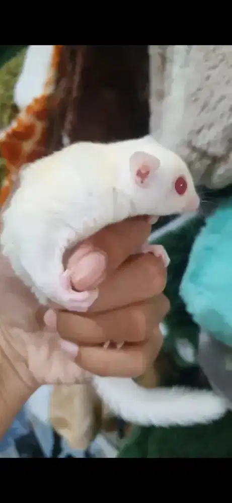 Sugarglider albino