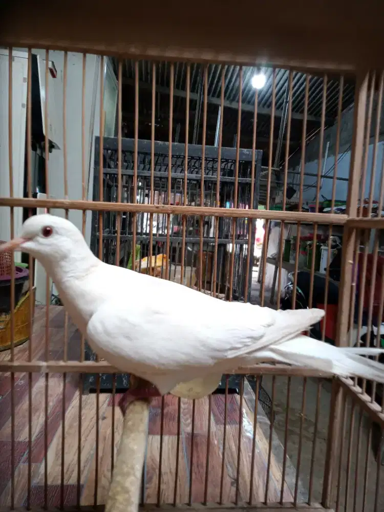 Burung puter putih
