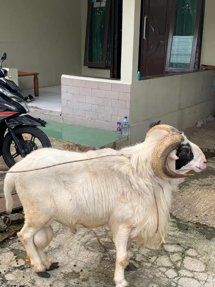 domba kurban siap antar
