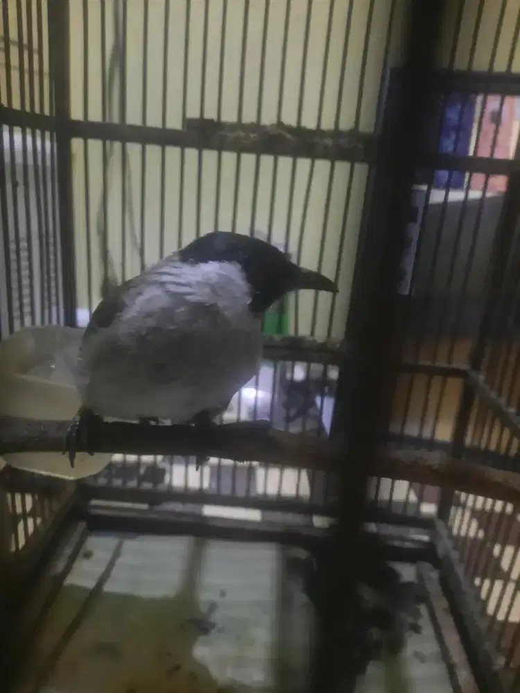 Kutilang kapas jinak