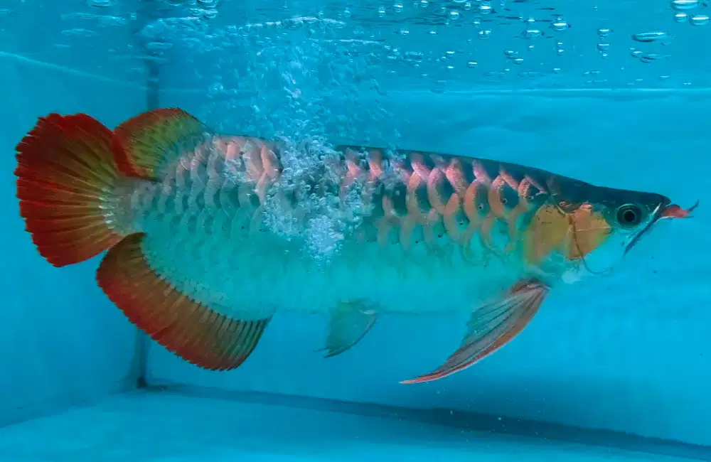 Arwana Arowana super red Body lebar