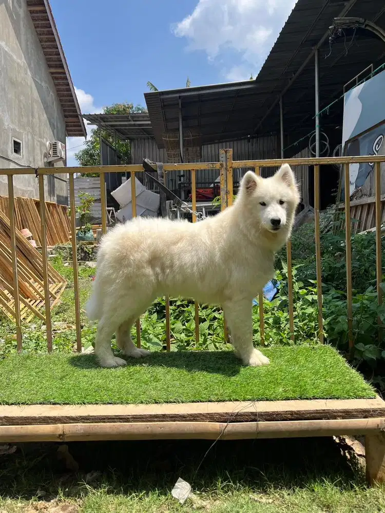 Samoyed betina 7 bln big size line (kakek) little pollar