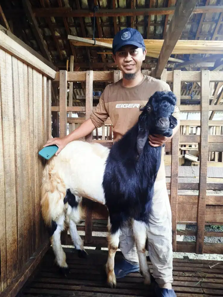 Kambing Super Qurban di Malang