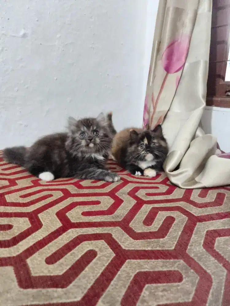 Sepasang Kitten munckin ns