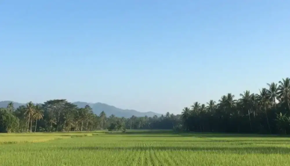 Dibutuhkan Sales