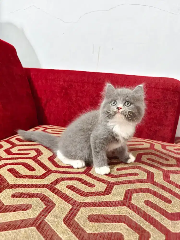 Kitten munckin ns jantan