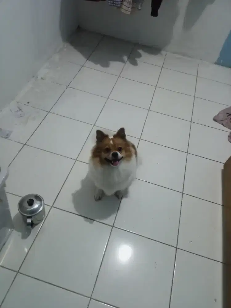 Anjing minipom betina