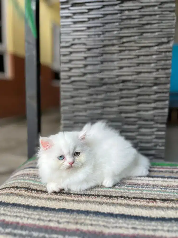 Kitten Persia jantan odd eye