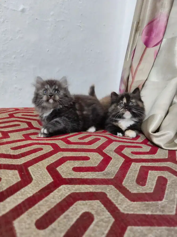 Sepasang Kitten munckin ns