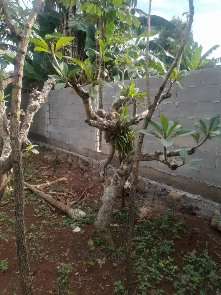 Jual kemboja fosil