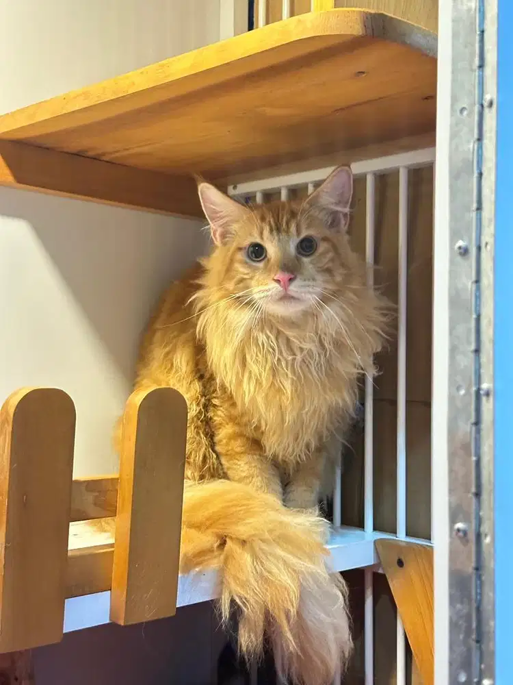 Kucing Mainecoon jantan istimewa