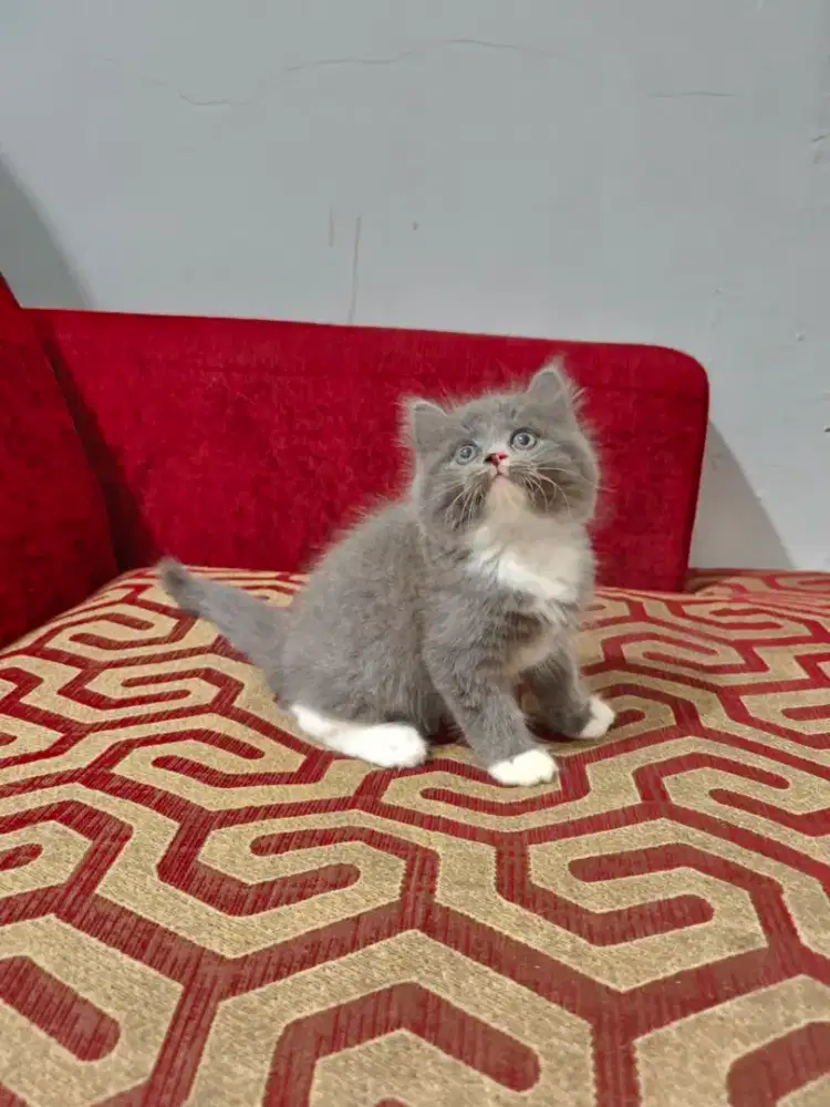 Kitten Persia ns jantan