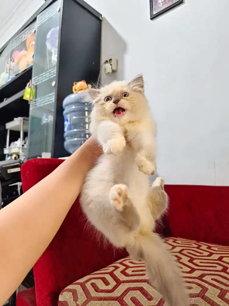 Kitten Himalaya mix ragdol betina