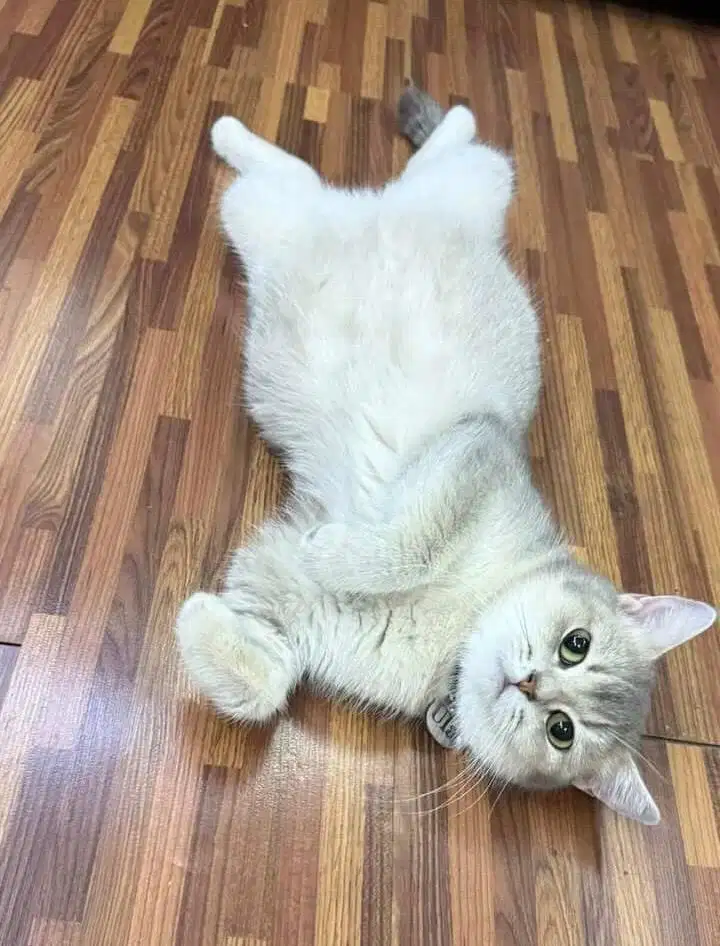 Kucing British x Scottish Fold