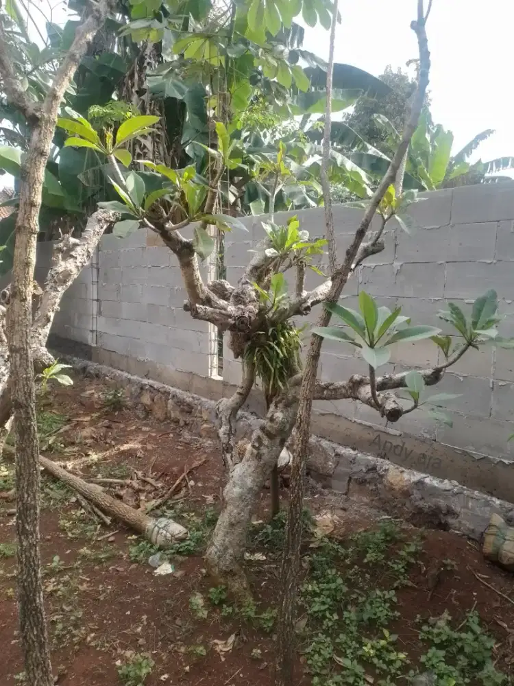 Pohon kamboja fosil