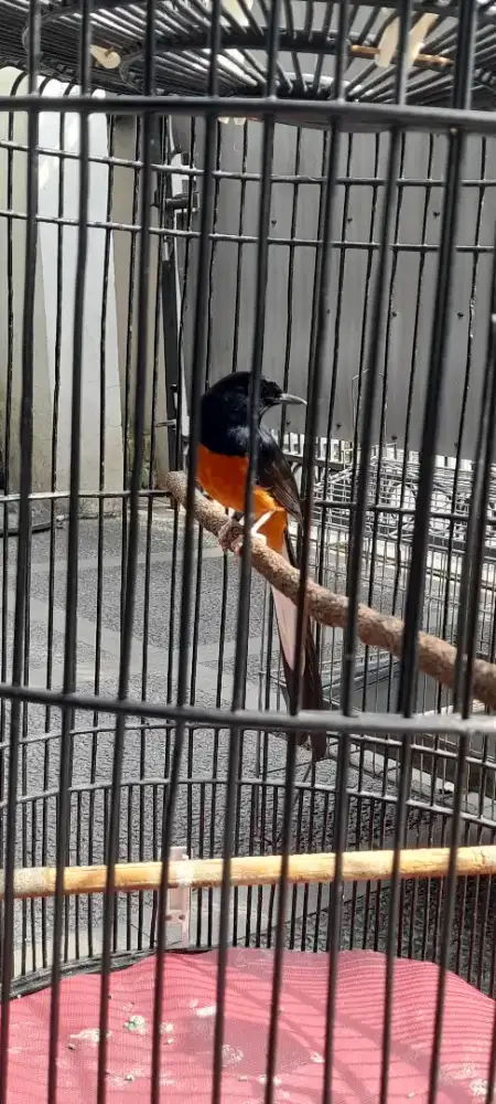 Murai batu medan pastol