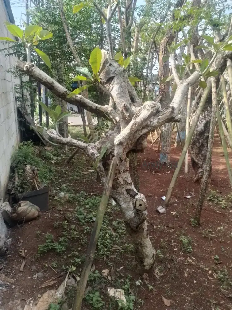 Tanaman kamboja fosil
