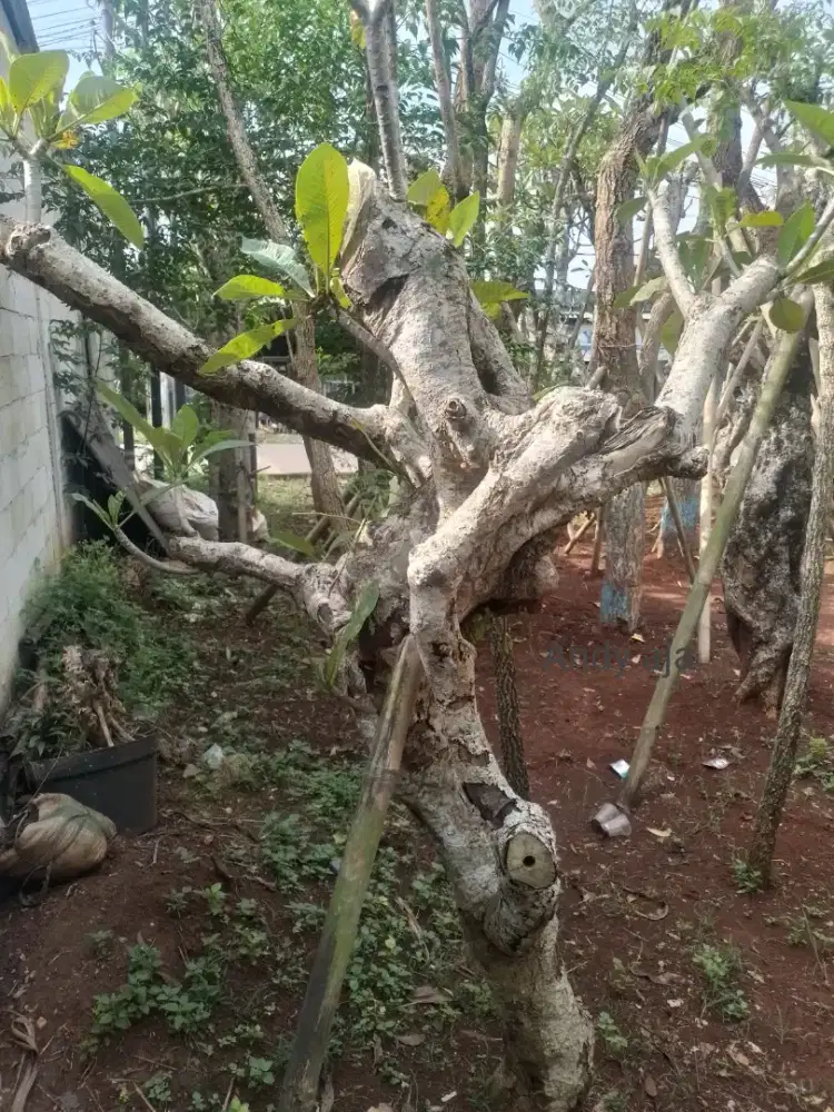 Tanaman kamboja fosil