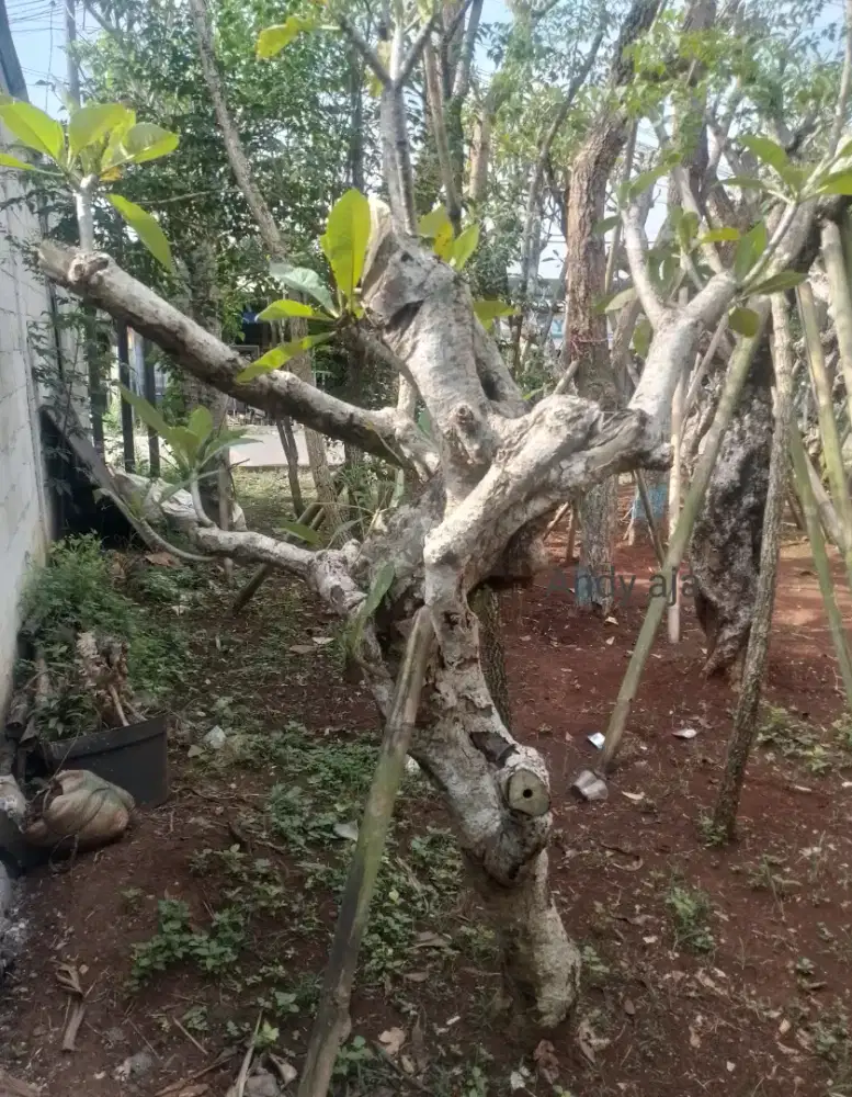 Tanaman / pohon kamboja fosil