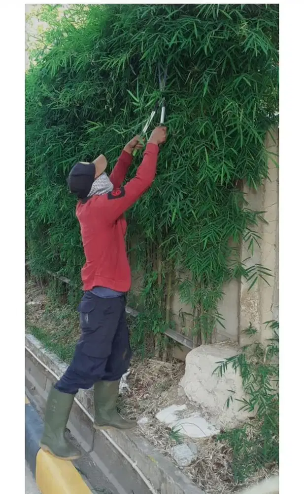Dicari tukang kebun PP daerah ciomas bogor (langsung,bukan penyalur)