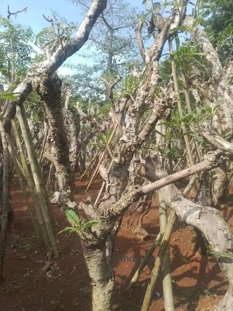 Jual tanaman fosil kamboja