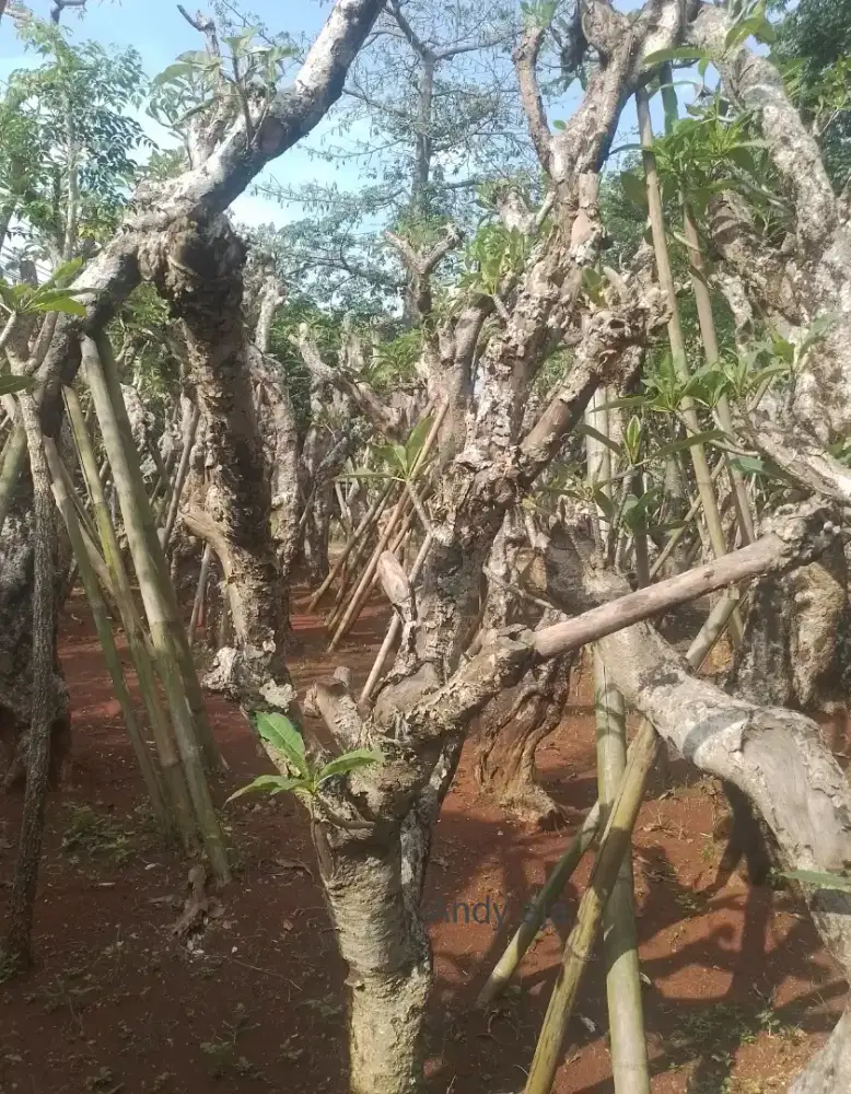 Pohon / tanaman kamboja fosil