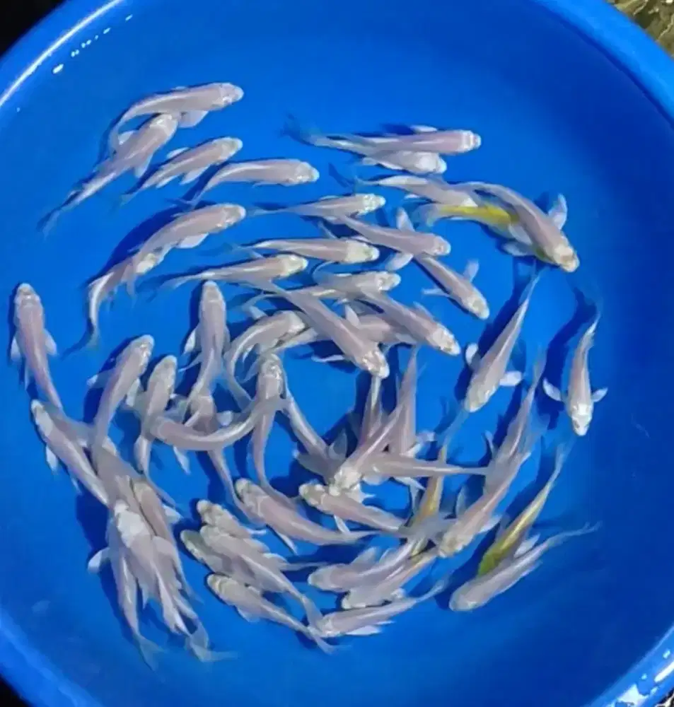 Ikan koi size 13cm