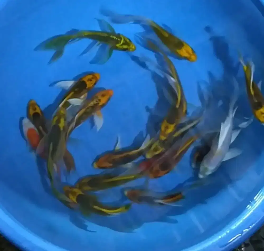 Ikan koi size 15-17cm