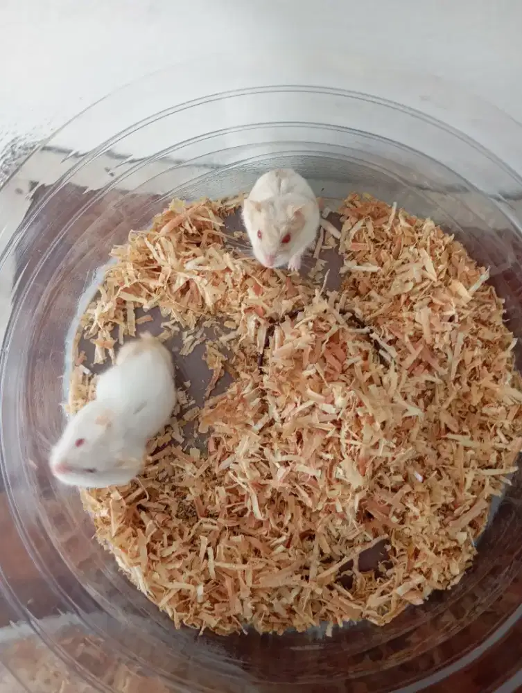 Hamster cambel winter dan robo