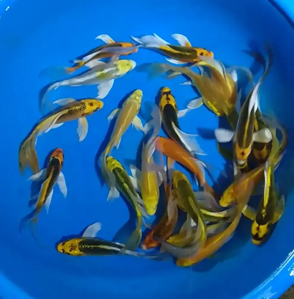 Ikan koi size 15-17cm