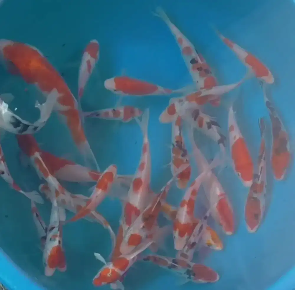 Ikan koi size 13-15cm