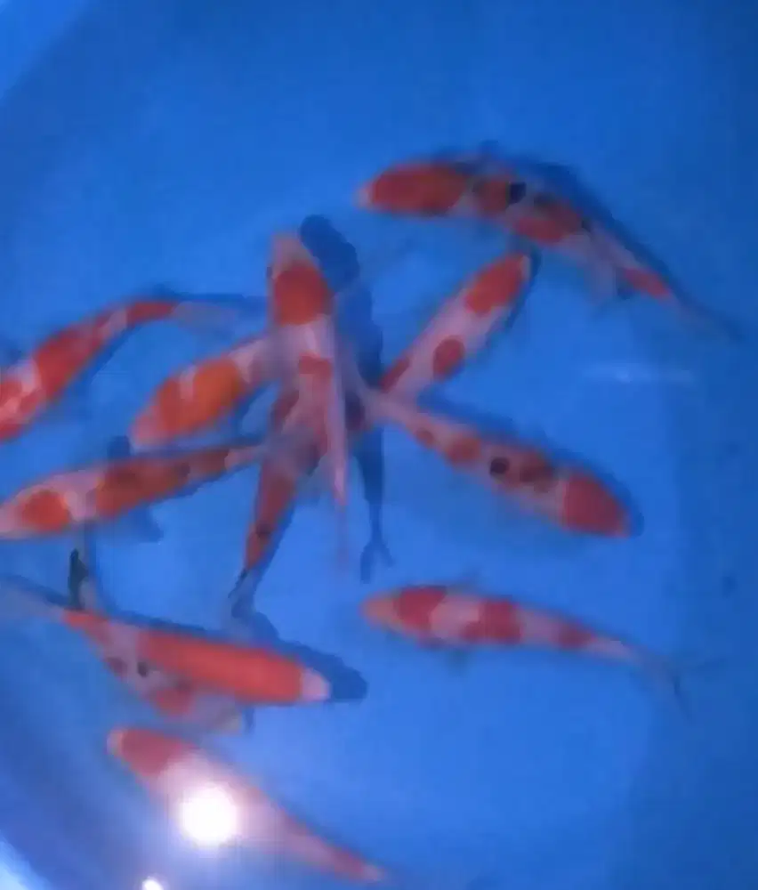 Ikan koi size 13-15cm
