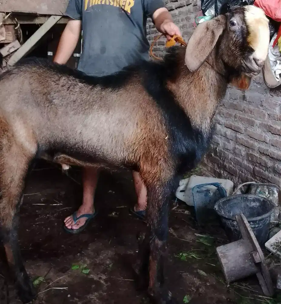 Kambing dan domba qurban