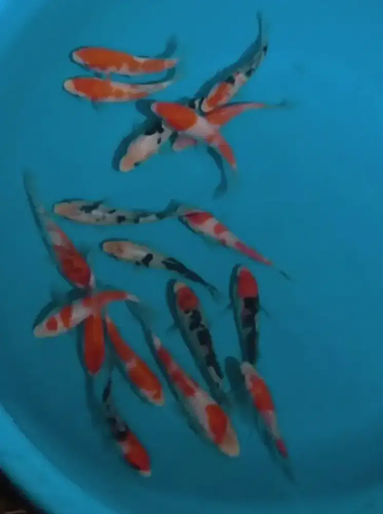 Ikan koi size 13cm