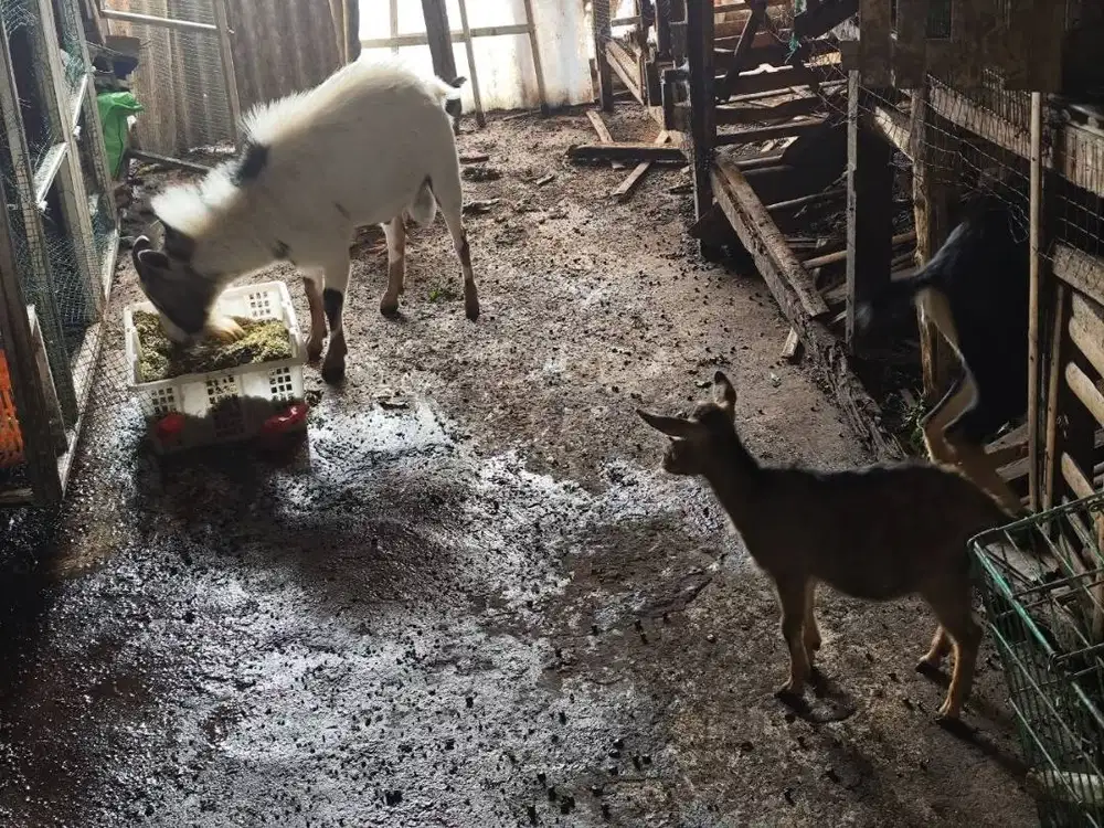 Kambing Pygmy 3 ekor
