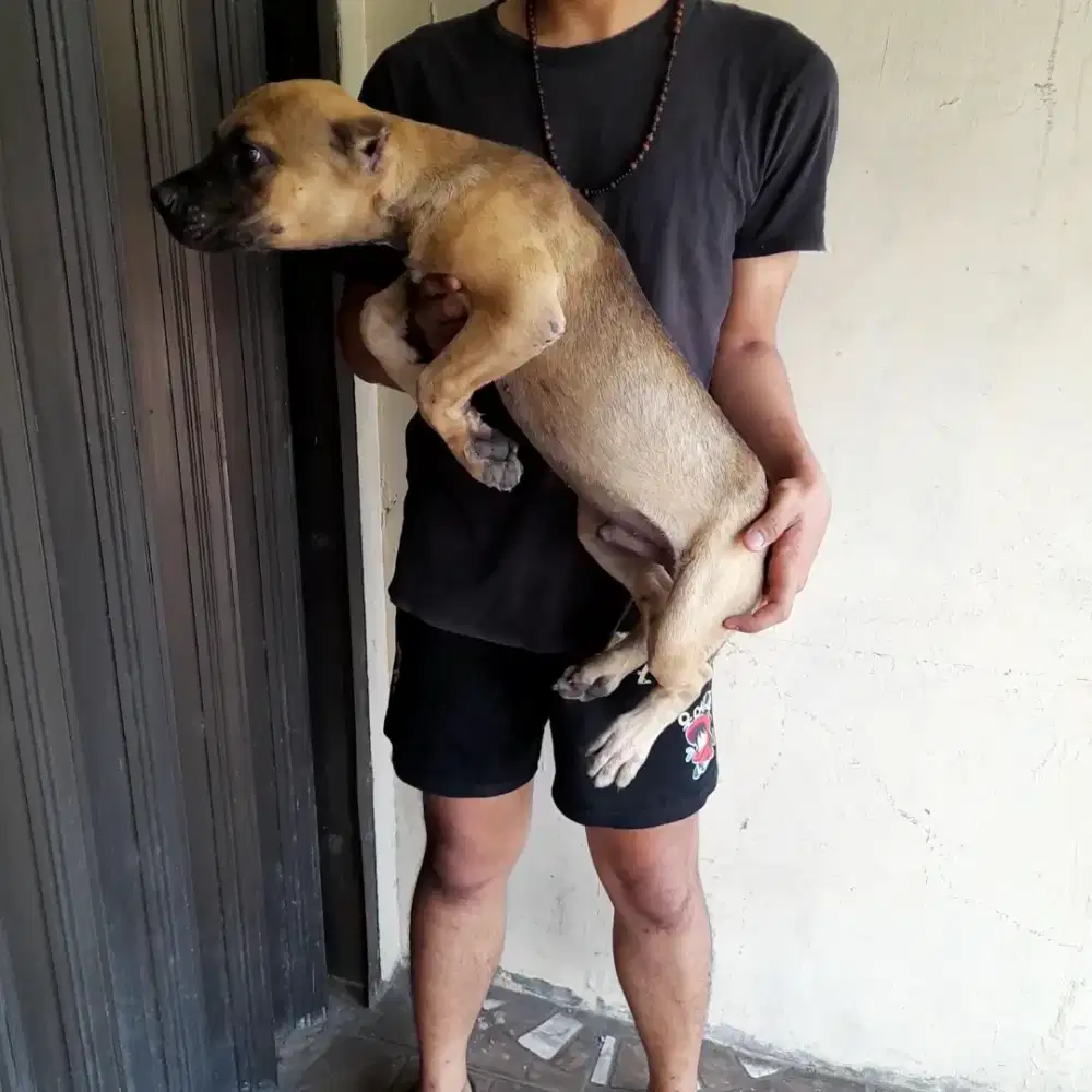 Anak anjing Pitbull