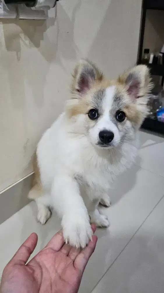 Dijual Puppy Minipom