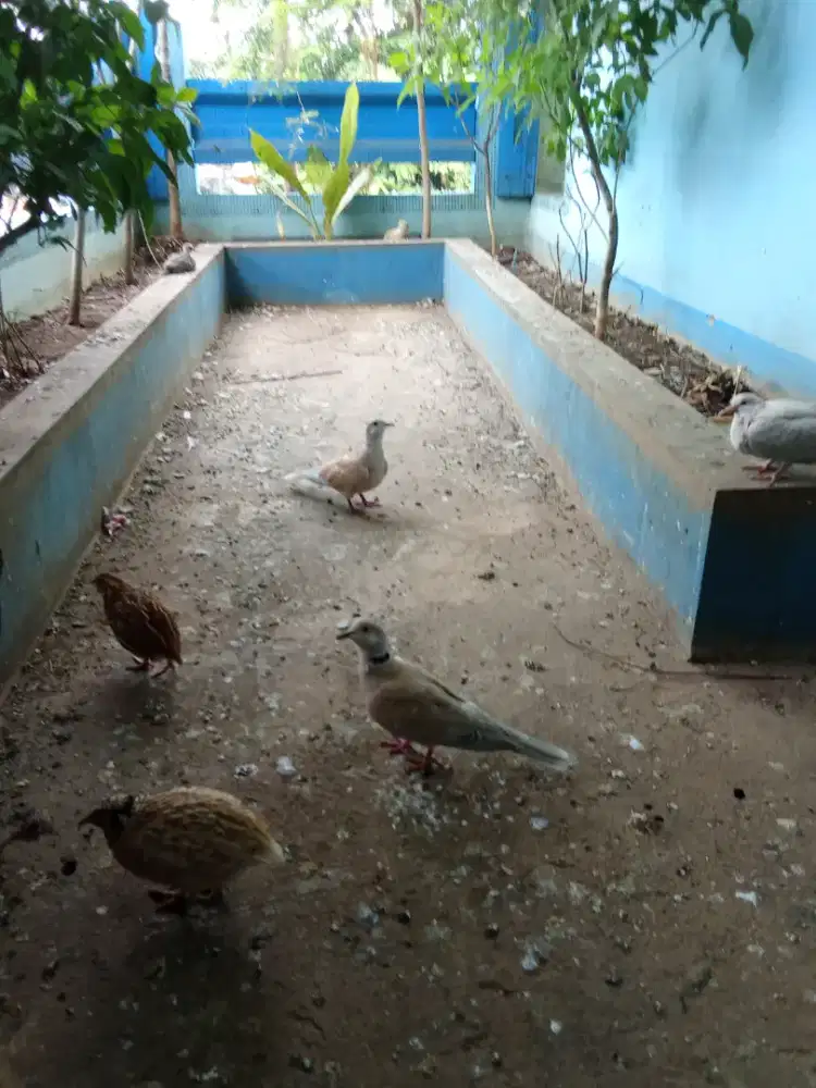Di jual burung dara puter dan tekukur