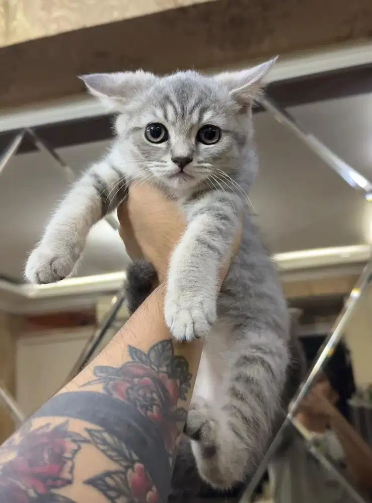 Kucing British x Scottish Straight