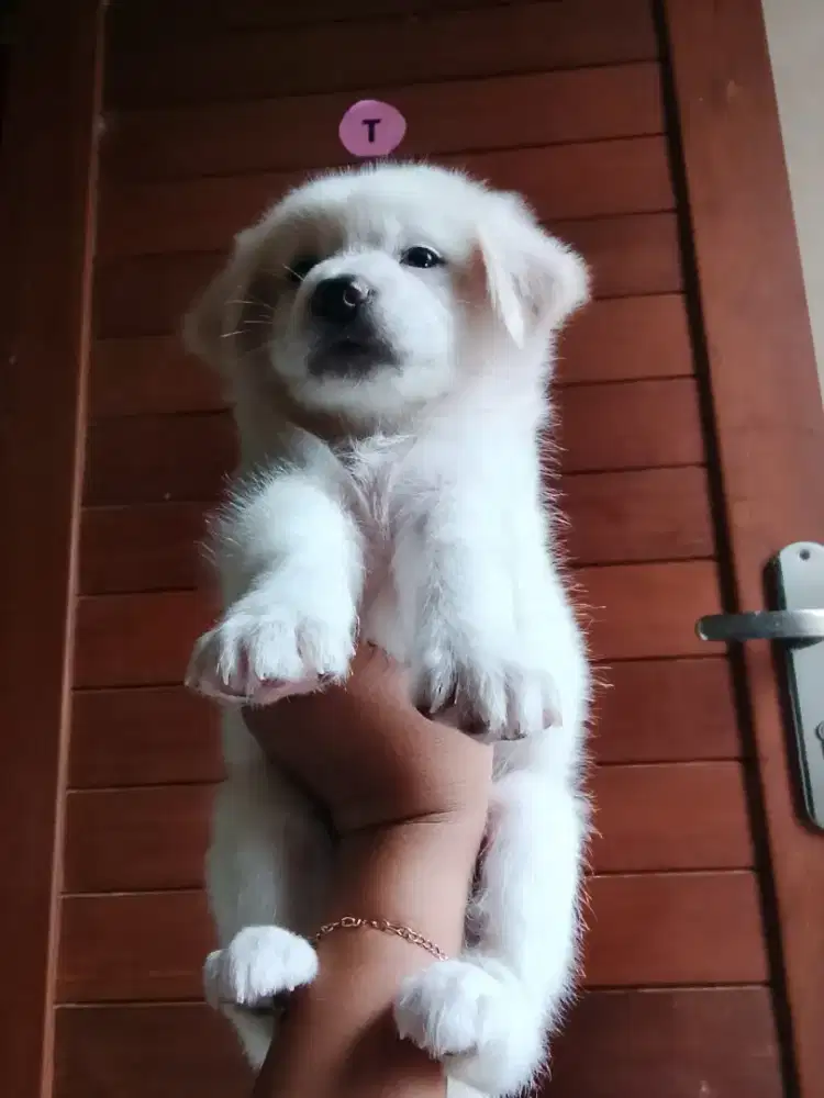 Puppy betyna 2,5 bulan