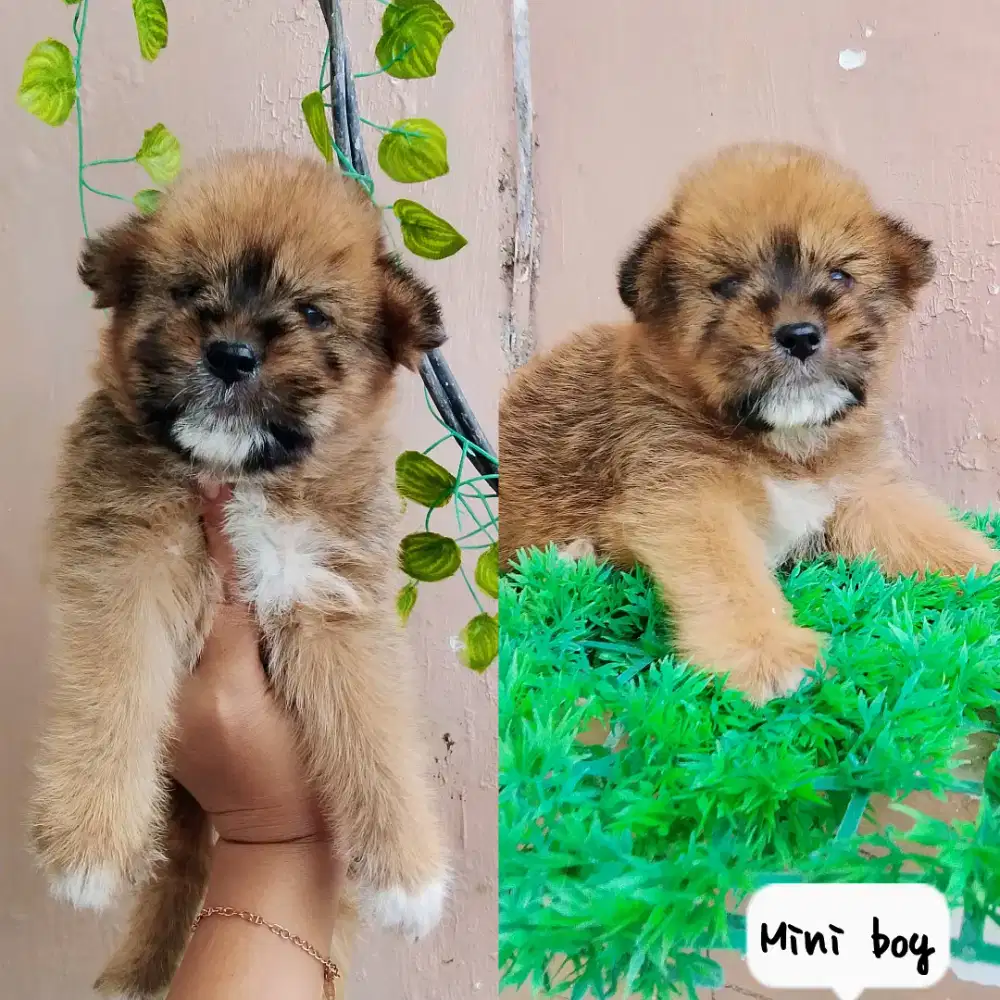 Puppy jantan 2 bulan