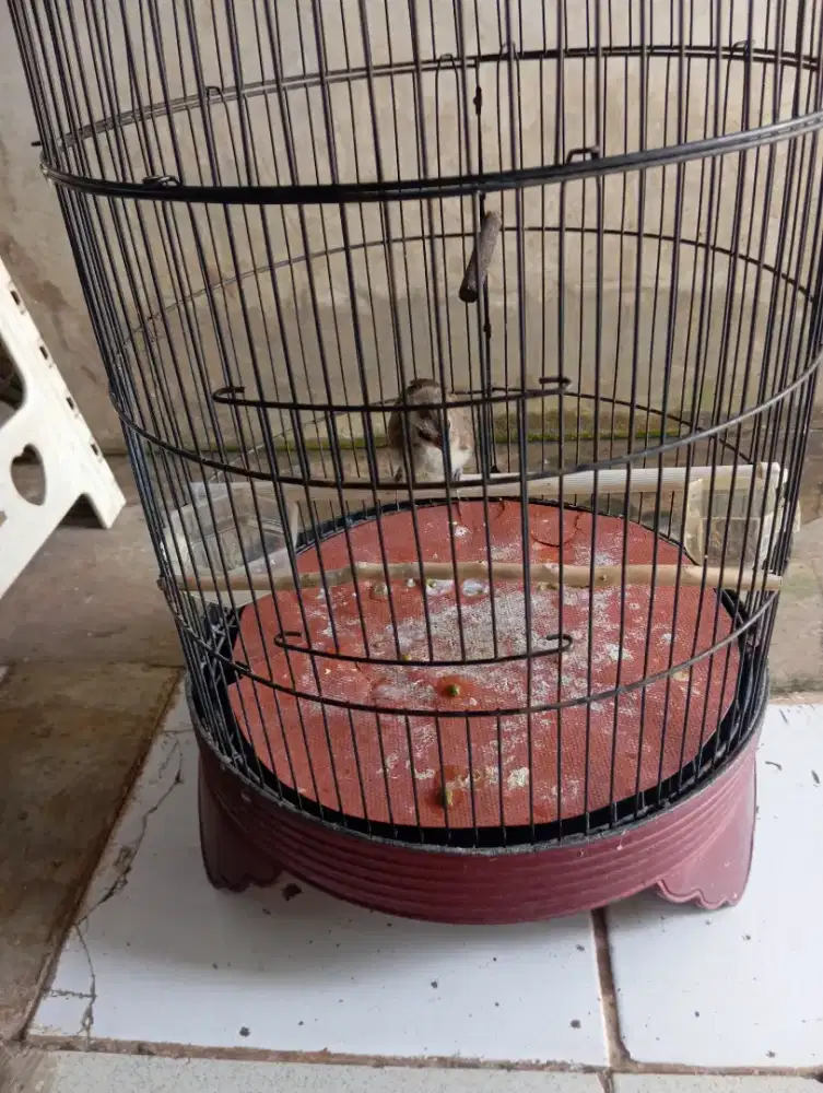 Mau dijual aja nie anakan brg cerocokan anak tunggal brg sehat fulset