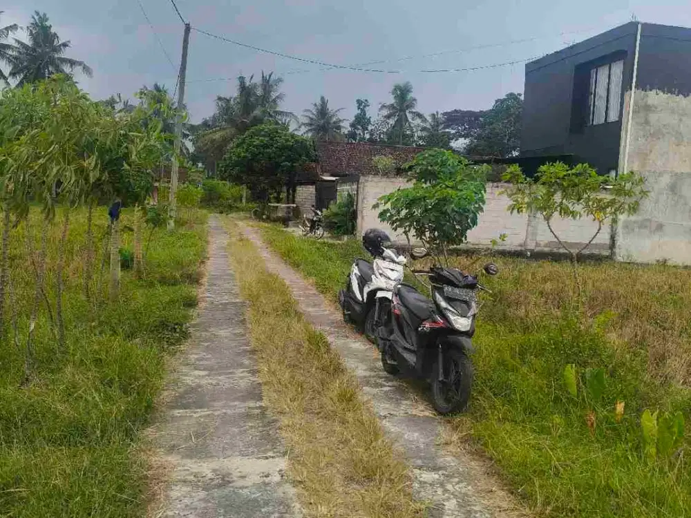 sawah margokaton Seyegan